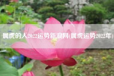属虎的人2022运势新浪网