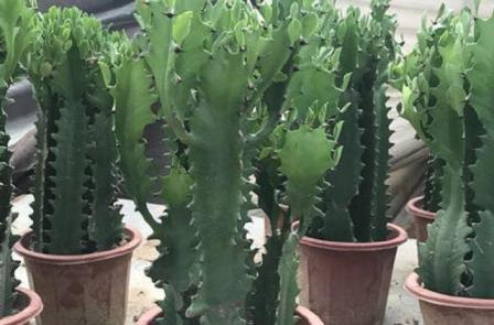 室内去除甲醛的绿植有哪些（除甲醛异味最好的办法）
