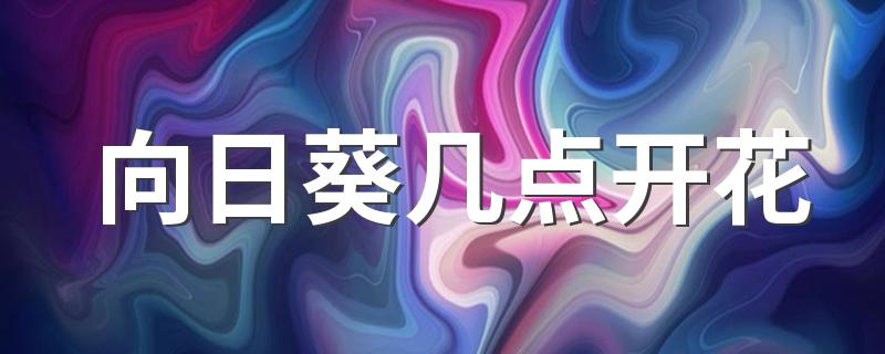 向日葵几点开花 向日葵养植要注意什么