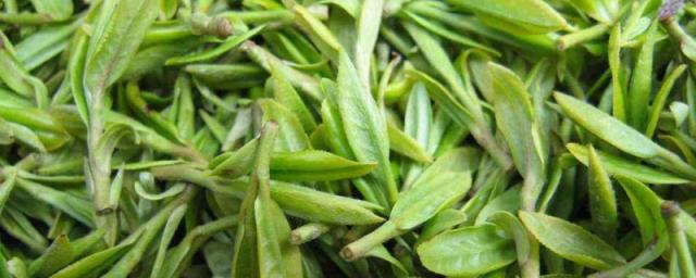 功夫茶用什么茶叶好
