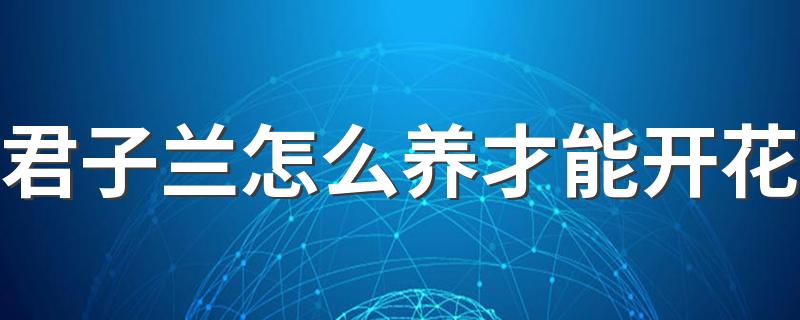 君子兰怎么养才能开花 养殖君子兰哪些是要注意的