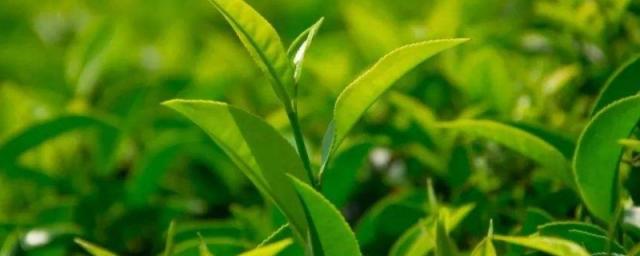 苏州什么茶叶比较有名