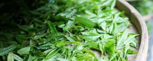 为什么茶叶不能用太烫的水泡