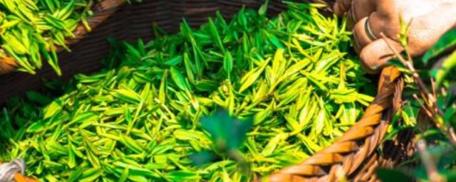 成都有名的茶叶有什么