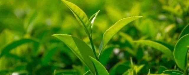福州有什么好茶叶