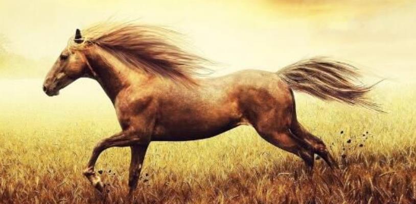 千里马是哪一类人