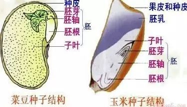 初中生物知识总结：生物圈中的绿色植物，很全建议看