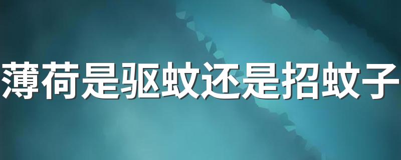 薄荷是驱蚊还是招蚊子