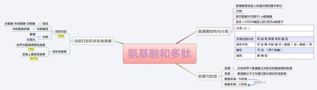 「生物化学基础知识」之「氨基酸与多肽」