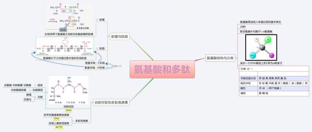 「生物化学基础知识」之「氨基酸与多肽」