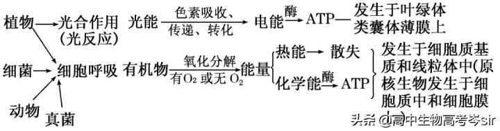 高中生物·ATP的结构和功能
