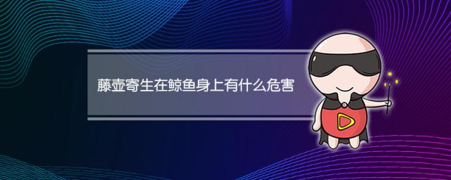 藤壶寄生在鲸鱼身上有什么危害