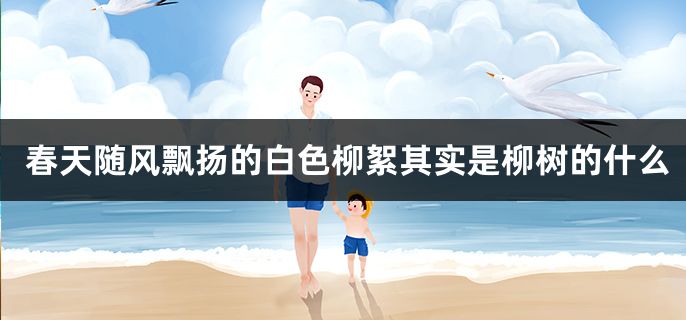 春天随风飘扬的白色柳絮其实是柳树的什么
