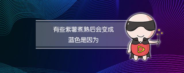 有些紫薯煮熟后会变成蓝色是因为