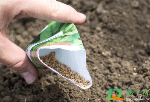 菠菜种子直接撒土里能发芽吗