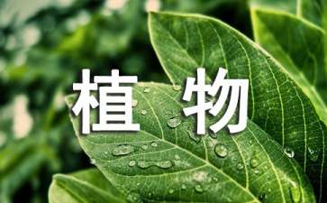 多肉植物品种有哪些