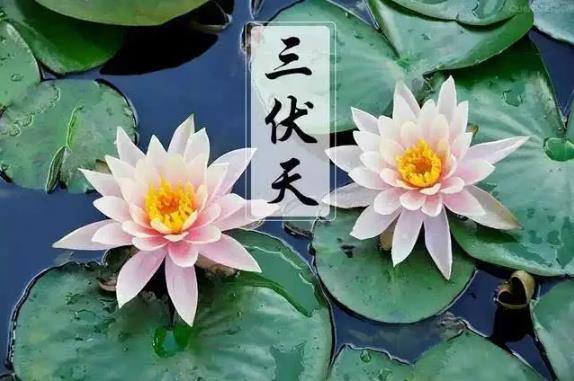 三伏天2022从哪天开始