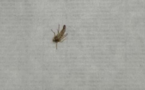 被蚊子咬了怎么消肿止痒