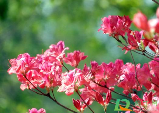 杜鹃花好养吗