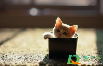 猫咪绝育哪个季节比较好