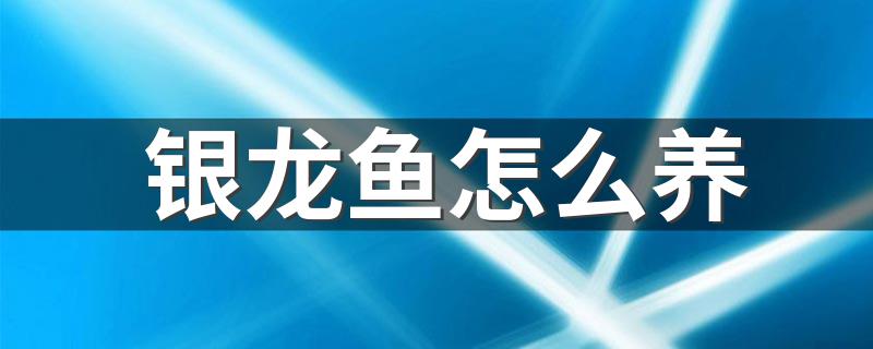 银龙鱼怎么养 养银龙鱼的5个注意事项